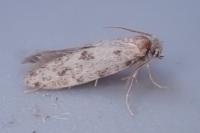 Eumasia parietariella