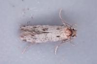 Eumasia parietariella
