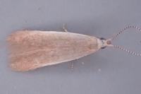 Coleophora badiipennella
