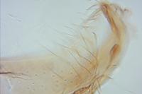 Coleophora badiipennella