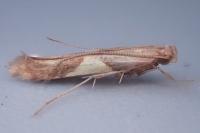 Caloptilia hauderi
