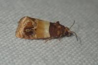 Epinotia festivana