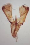 Caloptilia hauderi
