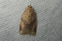 Clepsis consimilana