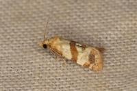Phalonidia contractana