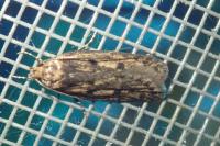 Hofmannophila pseudospretella