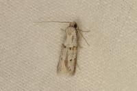 Symmocoides oxybiella
