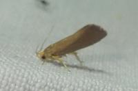 Crassa unitella