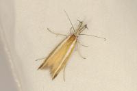 Pleurota aristella