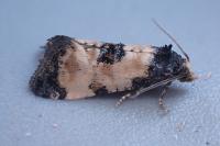 Neocochylis dubitana