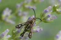 Chamaesphecia aerifrons