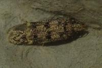 Bryotropha