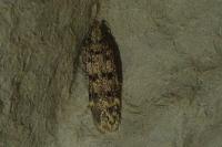 Bryotropha