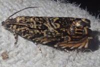 Enarmonia formosana