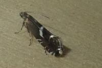 Glyphipterix equitella/umbilici
