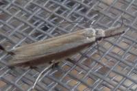Pleurota aristella
