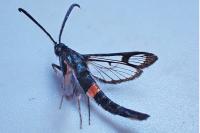 Synanthedon myopaeformis