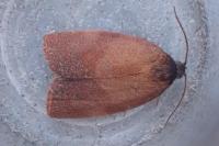 Cacoecimorpha pronubana