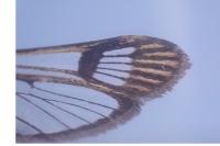 Synanthedon tipuliformis