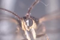 Synanthedon tipuliformis
