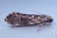 Dryadaula heindeli