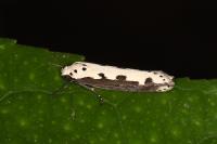 Ethmia bipunctella