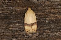 Odites kollarella