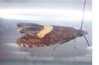 Dichrorampha petiverella