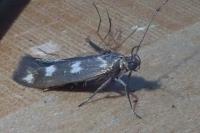 Scythris scopolella