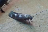 Scythris scopolella
