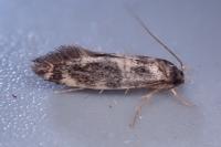 Triaxomasia caprimulgella