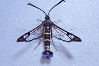 Synanthedon conopiformis