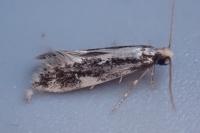 Agnathosia mendicella