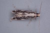Agnathosia mendicella