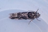 Recurvaria nanella