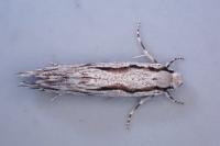Archinemapogon yildizae