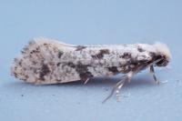 Nemapogon inconditellus