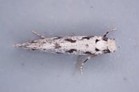 Nemapogon inconditellus