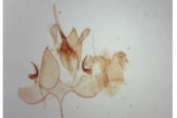 Nemapogon inconditellus