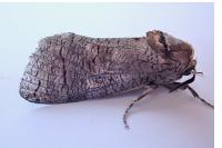 Cossus cossus