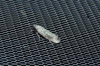 Yponomeuta irrorella
