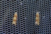 Eucosma conterminana