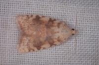 Aleimma loeflingiana