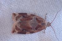 Archips xylosteana