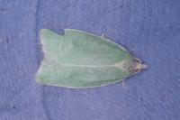 Tortrix viridana