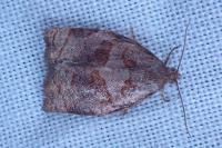 Archips rosana