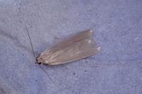 Acompsia cinerella