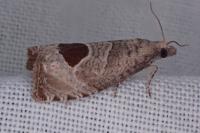 Notocelia uddmanniana