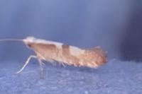 Argyresthia pruniella