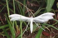 Pterophorus pentadactylus